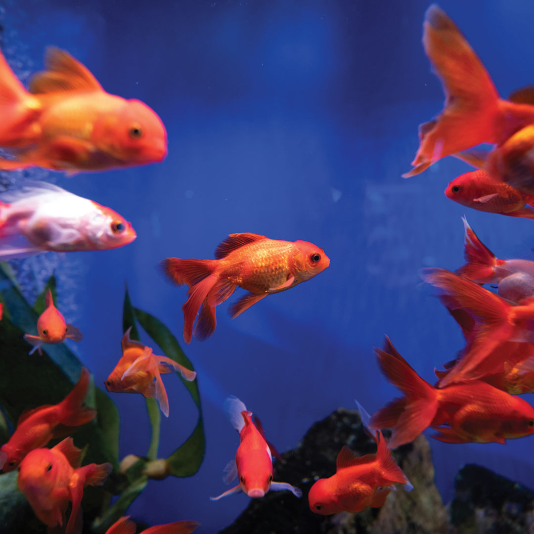 Goldfish in a home tank