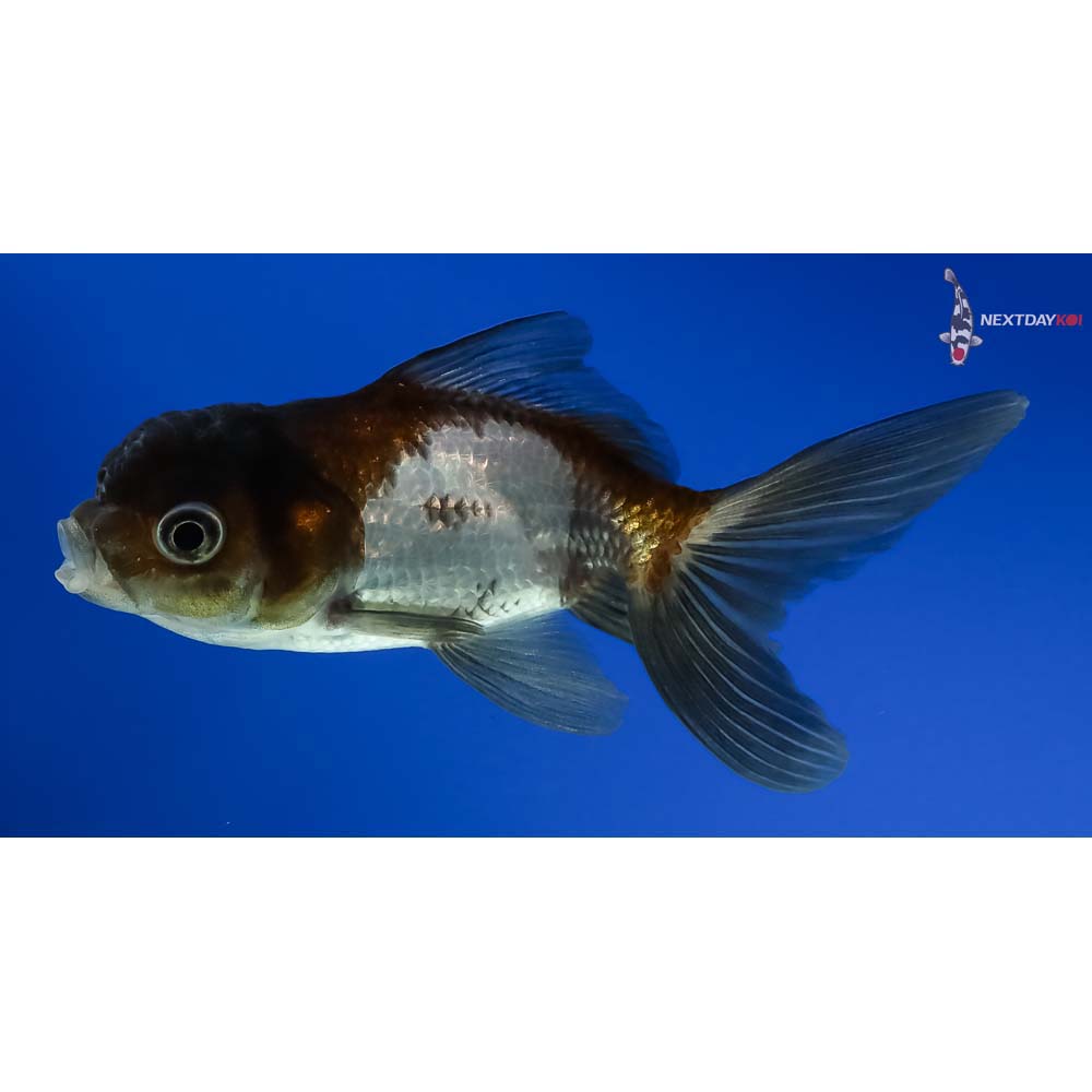 3.5” Imported Panda Oranda - Image 2