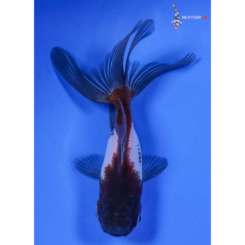 3.5” Imported Panda Oranda - Image 3
