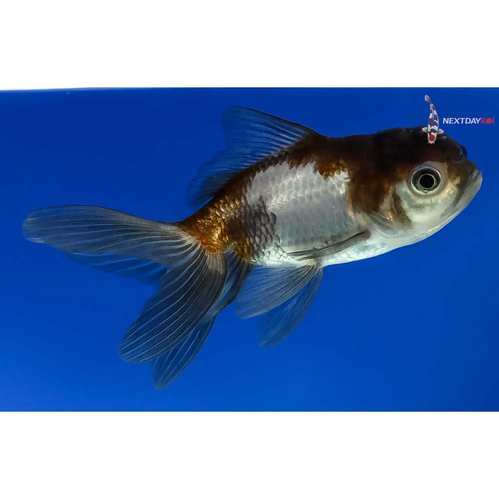 3.5” Imported Panda Oranda - Image 4