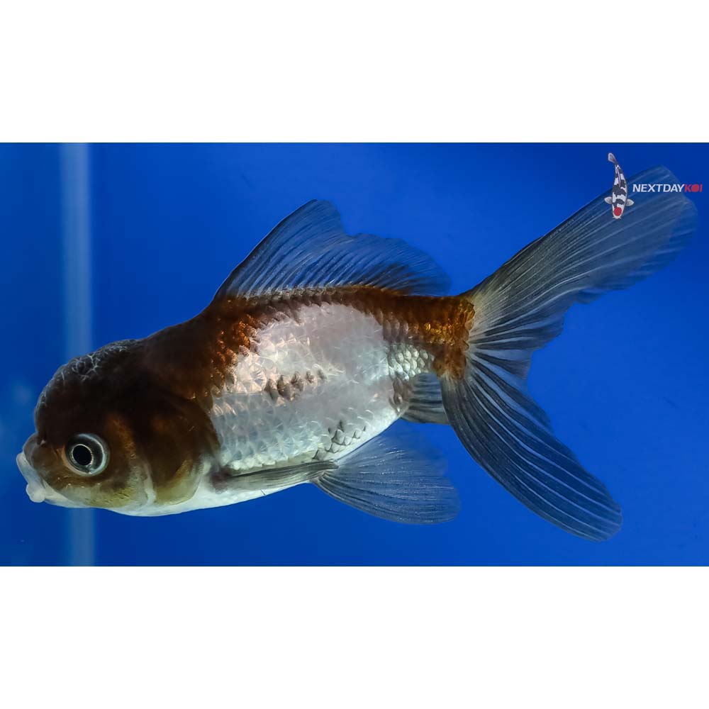 3.5” Imported Panda Oranda - Image 5
