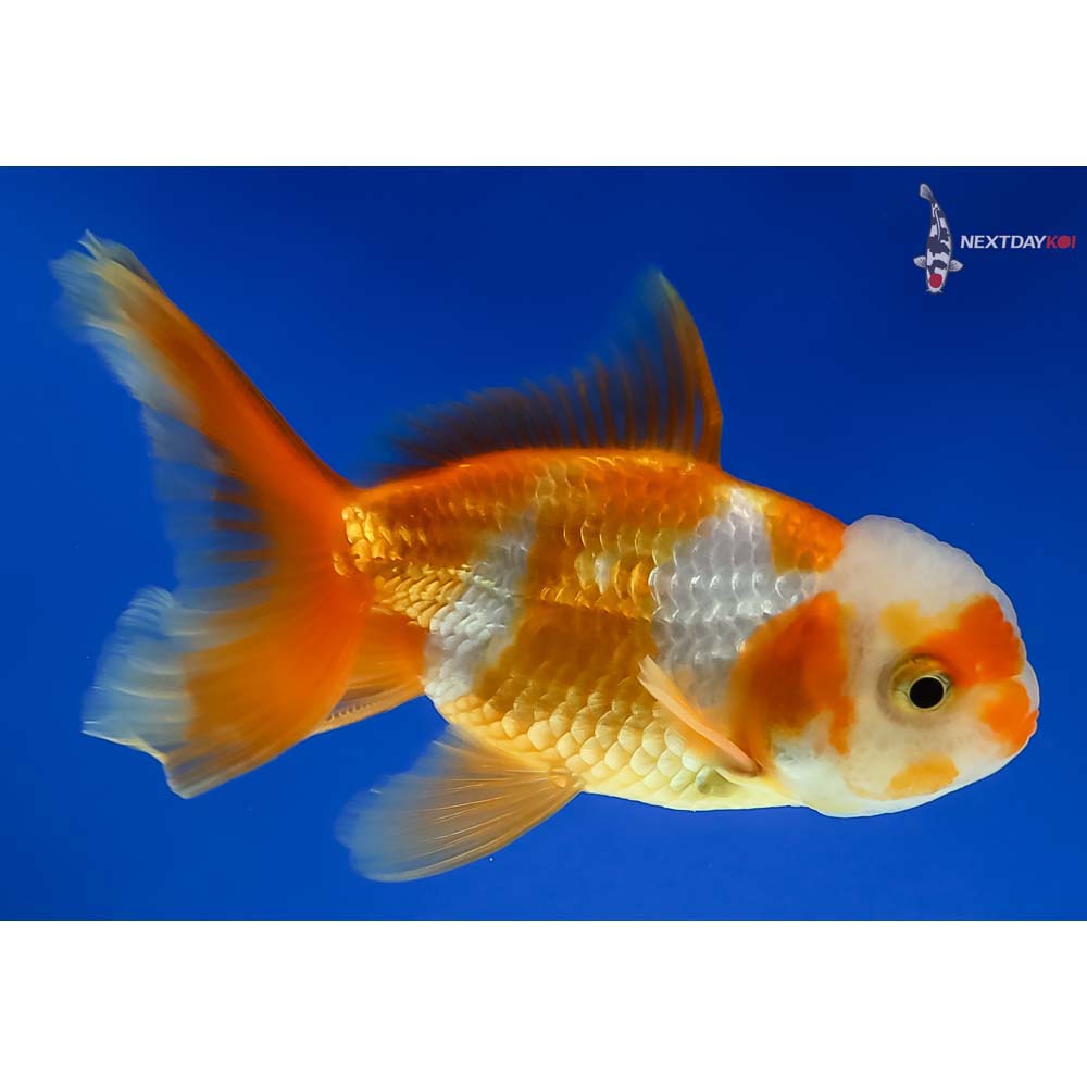 3.5” Imported Male Red and White Oranda