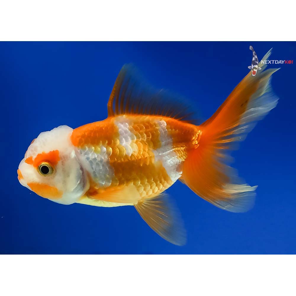 3.5” Imported Male Red and White Oranda - Image 2