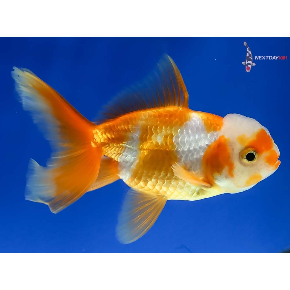 3.5” Imported Male Red and White Oranda - Image 4