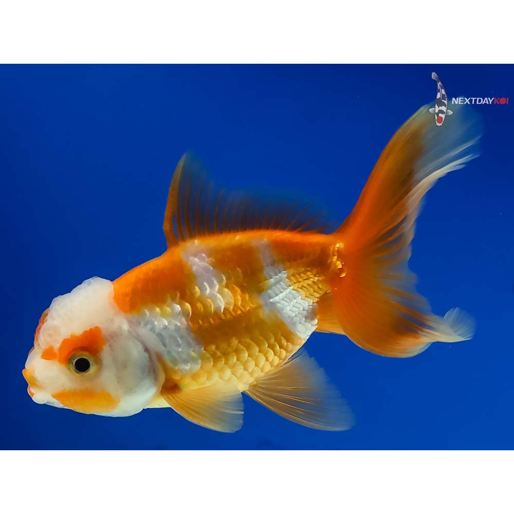 3.5” Imported Male Red and White Oranda - Image 5
