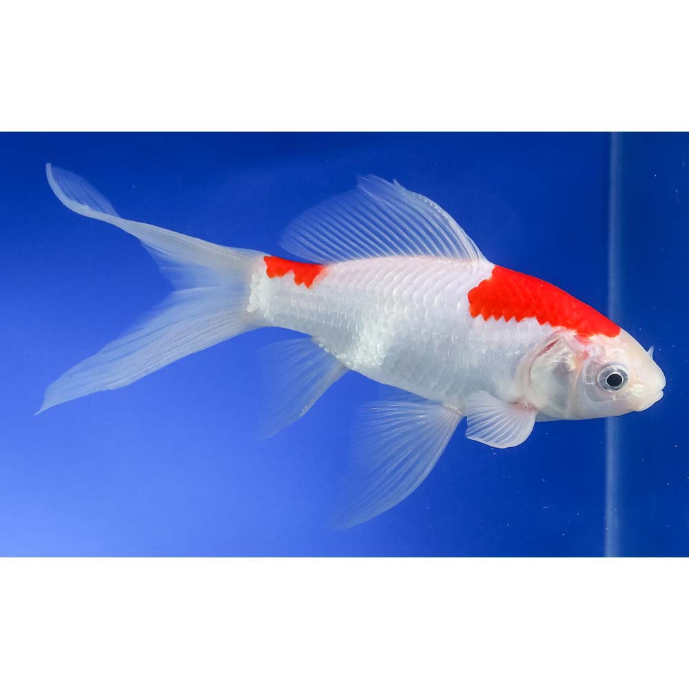 7” Sarasa Comet - Image 2