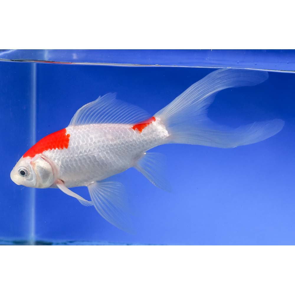 7” Sarasa Comet - Image 3