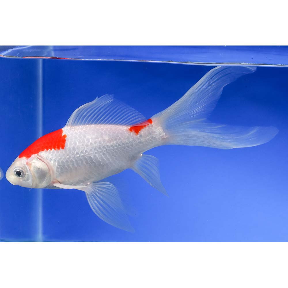 7” Sarasa Comet - Image 5