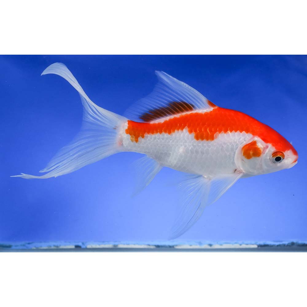 7” Sarasa Comet - Image 2