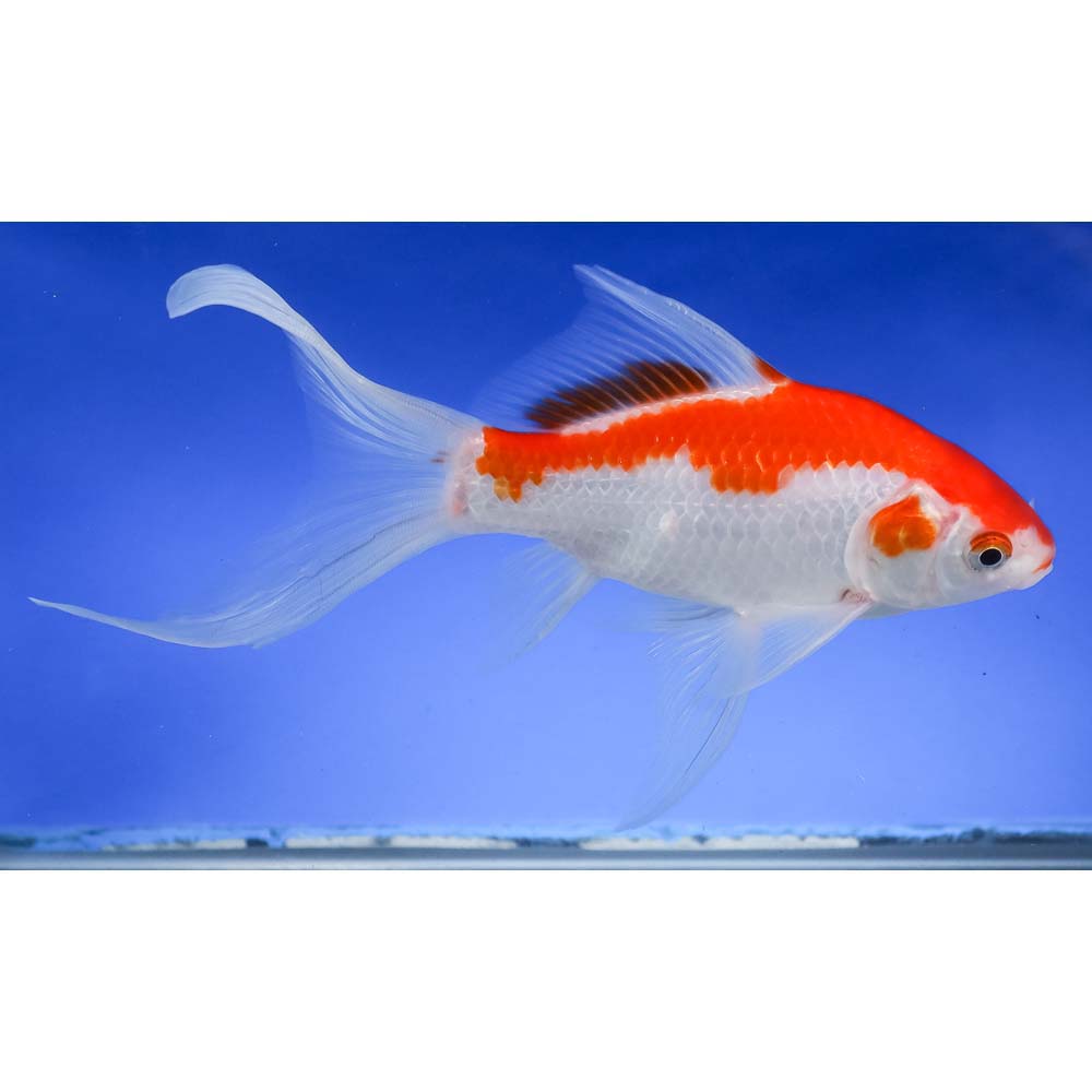 7” Sarasa Comet - Image 4