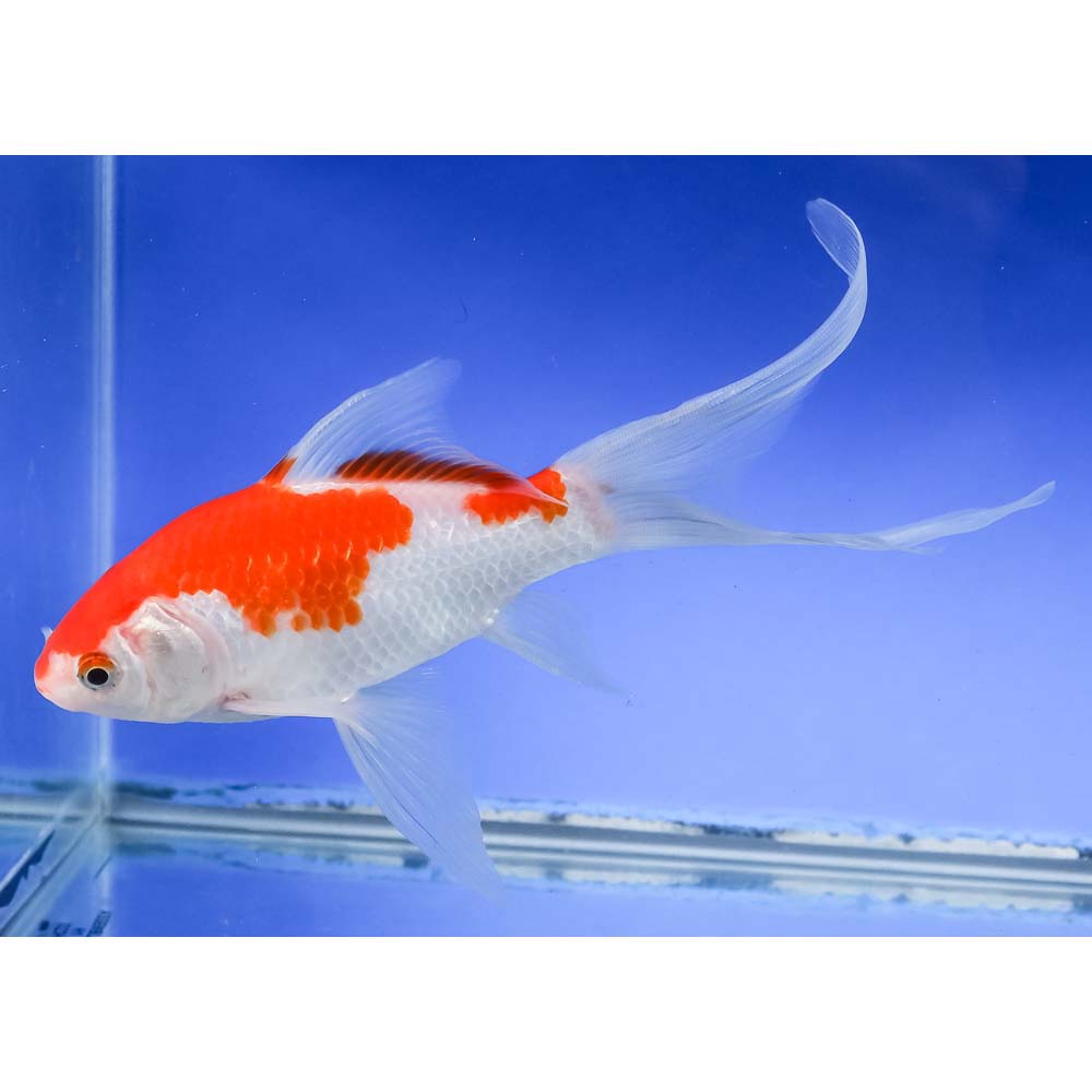 7” Sarasa Comet - Image 5