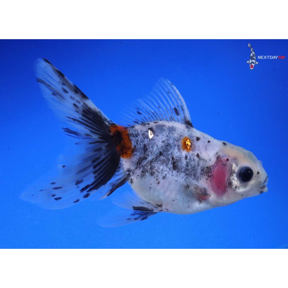 4” Imported Calico Oranda - Image 2