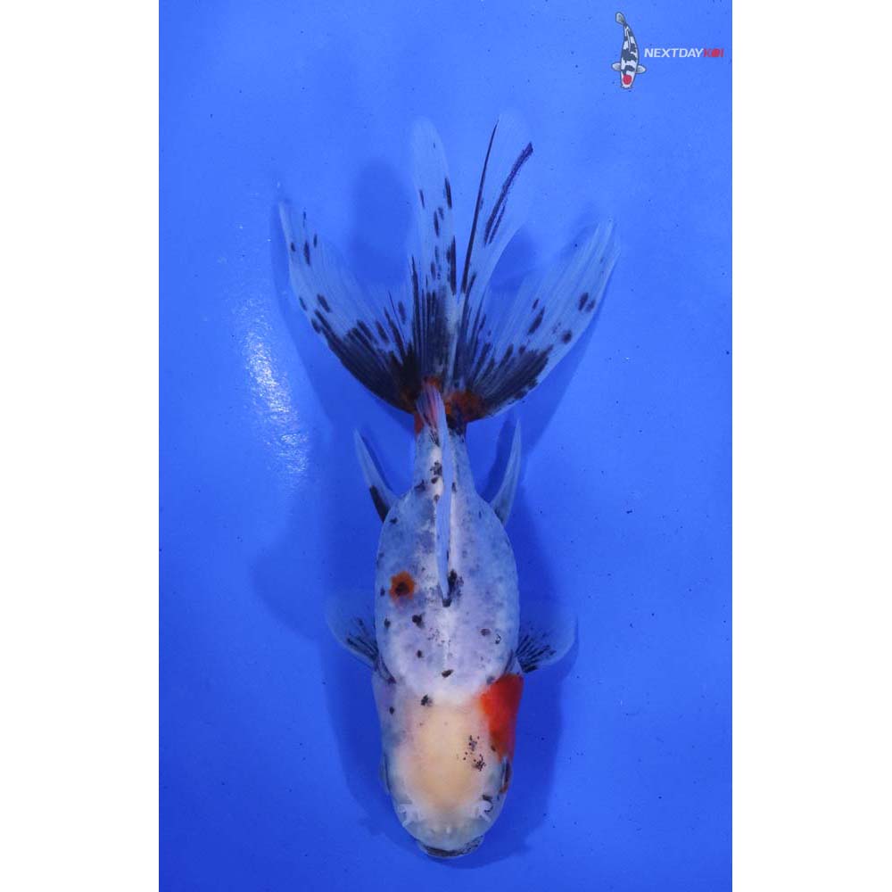 4” Imported Calico Oranda - Image 3