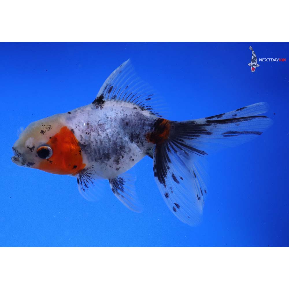 4” Imported Calico Oranda - Image 4