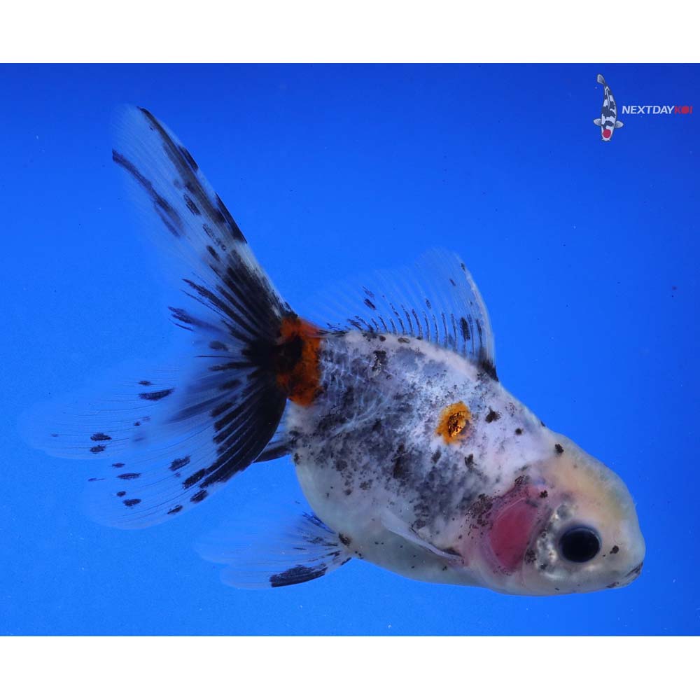 4” Imported Calico Oranda - Image 5