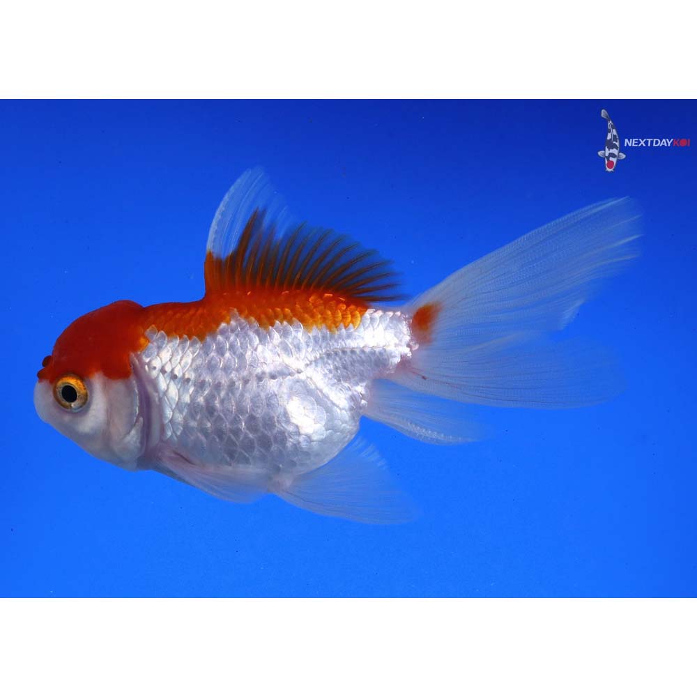 4” Imported Red and White Oranda - Image 2