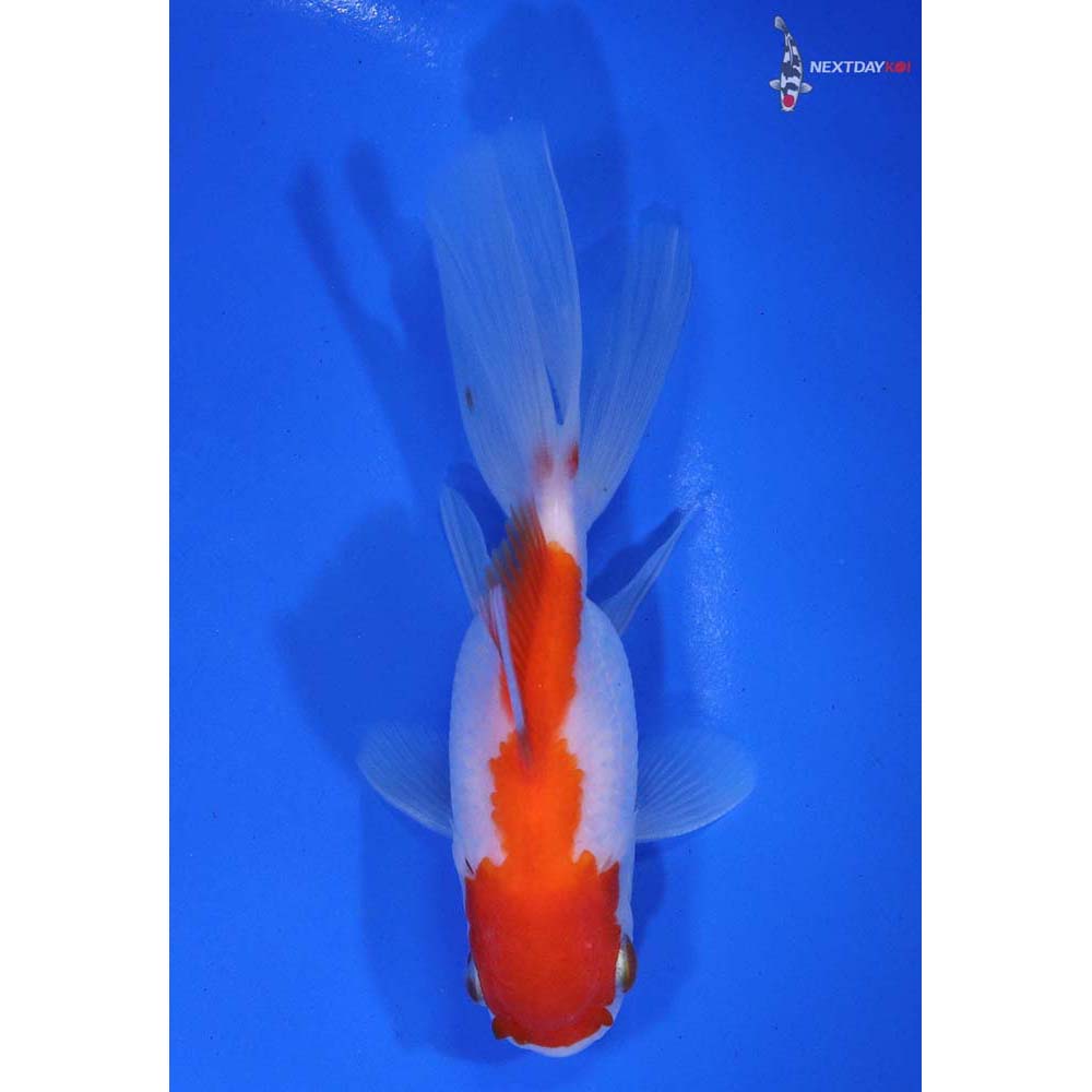 4” Imported Red and White Oranda - Image 3