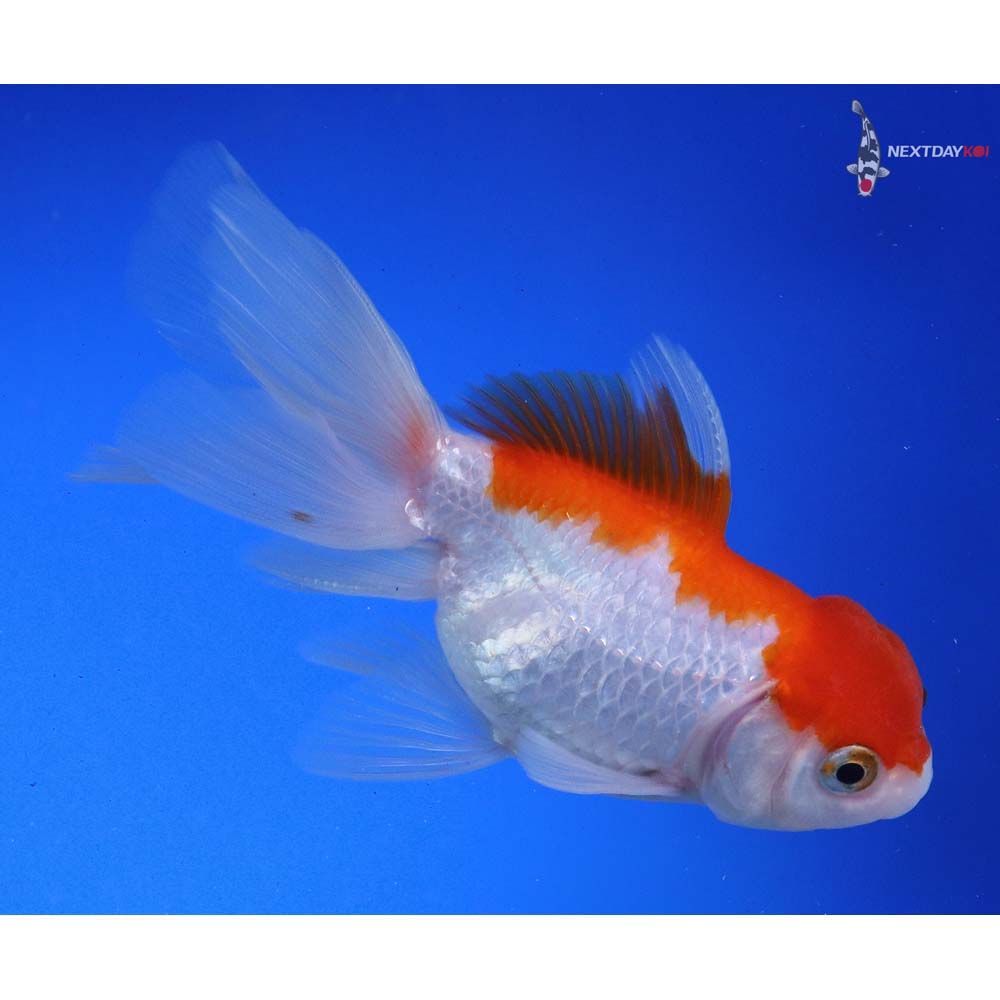 4” Imported Red and White Oranda - Image 4