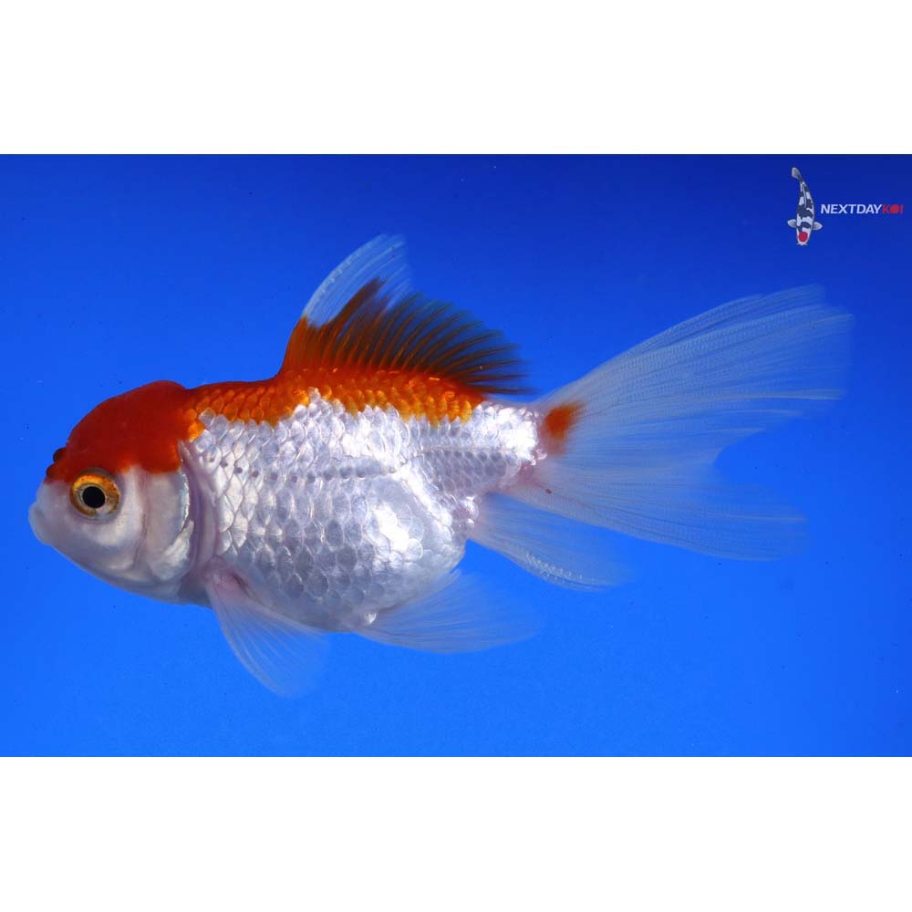 4” Imported Red and White Oranda - Image 5