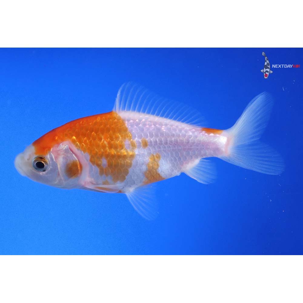 3.5” Imported Red and White Wakin - Image 2