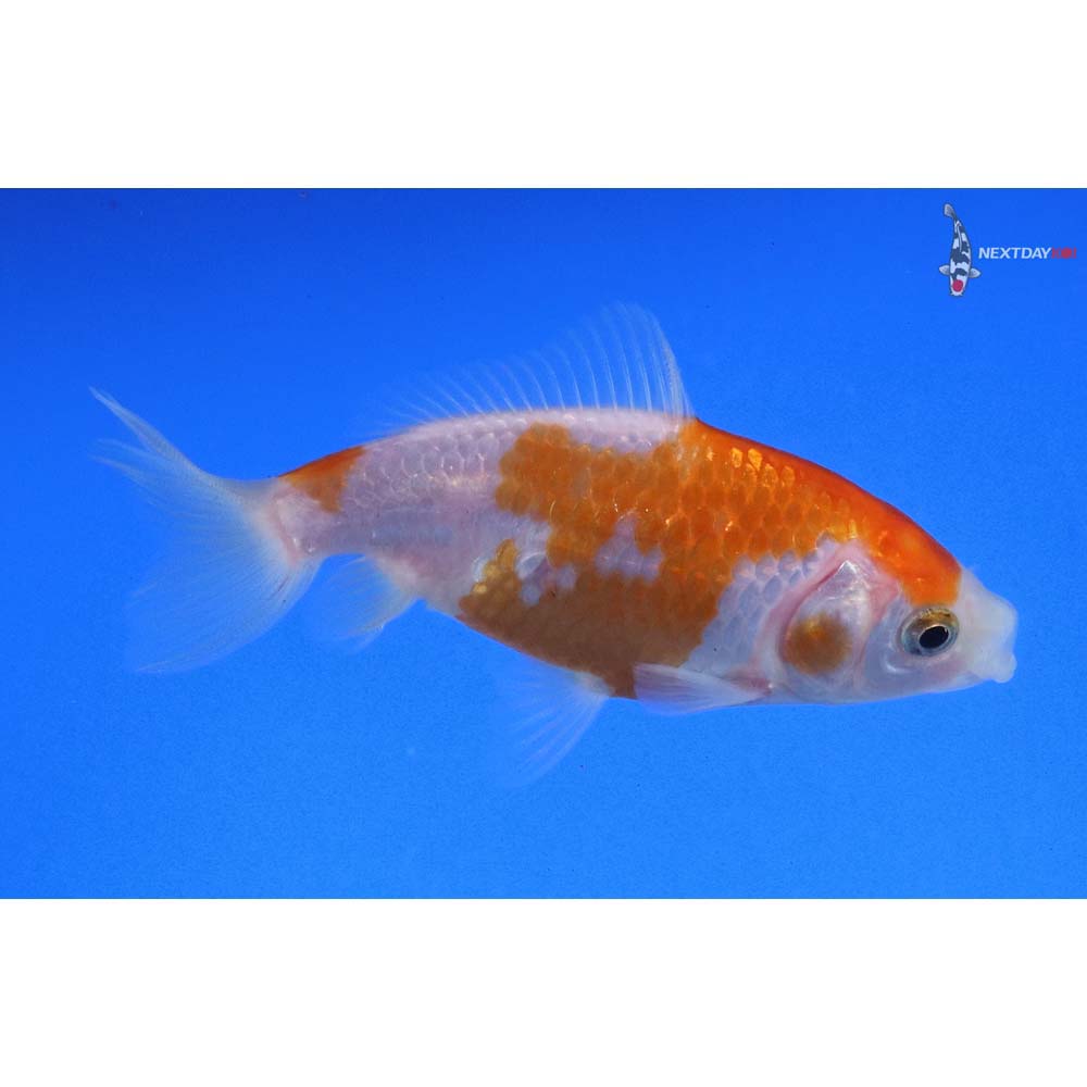 3.5” Imported Red and White Wakin - Image 3