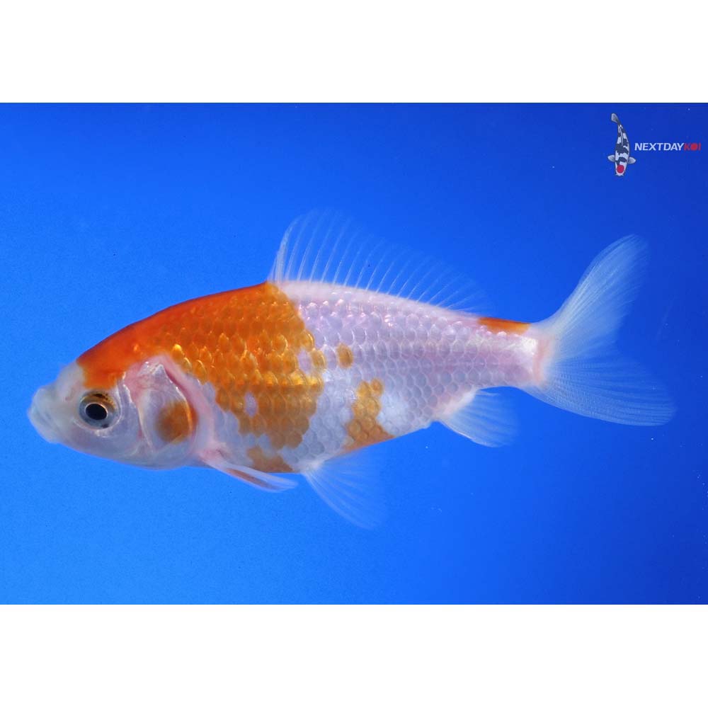 3.5” Imported Red and White Wakin - Image 4