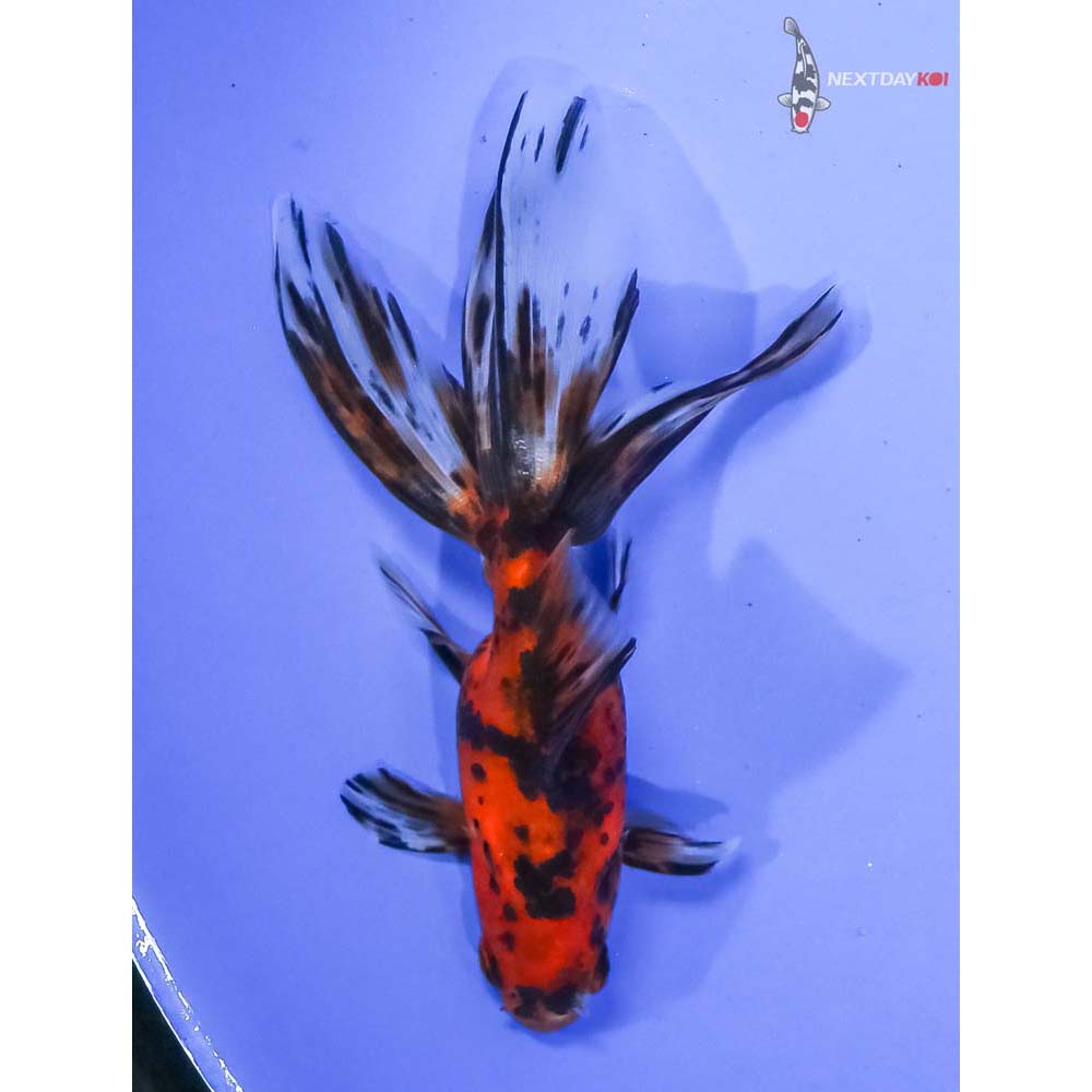 4.5” Imported Calico Fantail