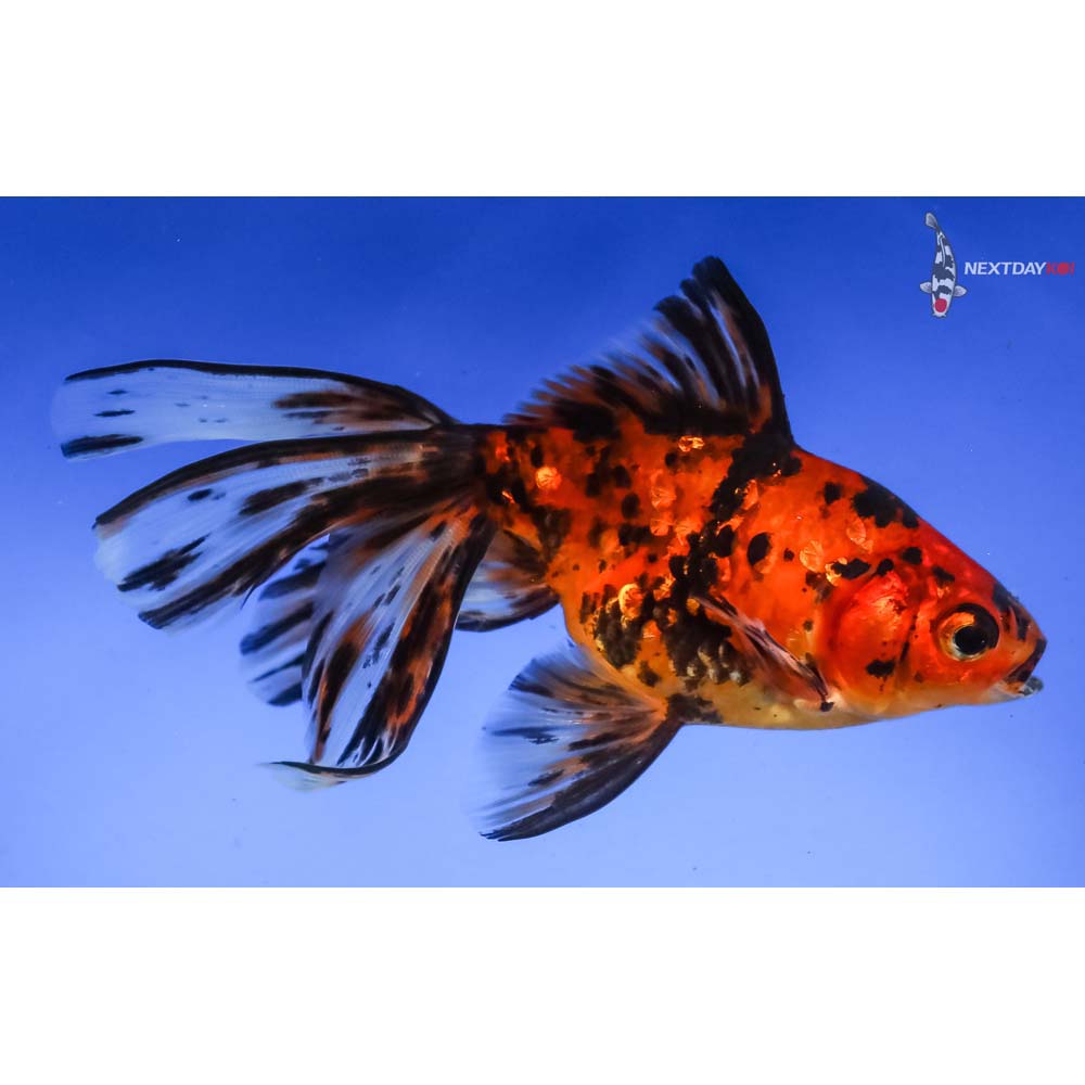 4.5” Imported Calico Fantail - Image 2
