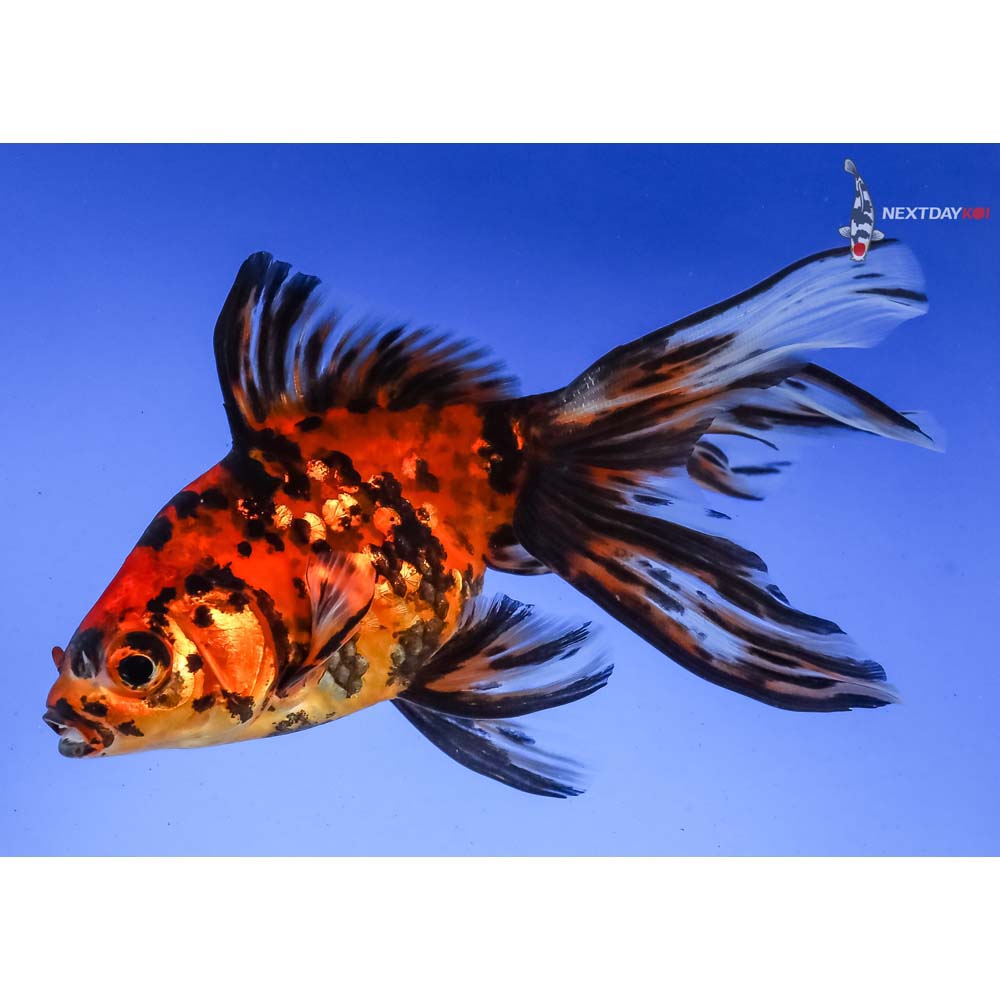 4.5” Imported Calico Fantail - Image 3