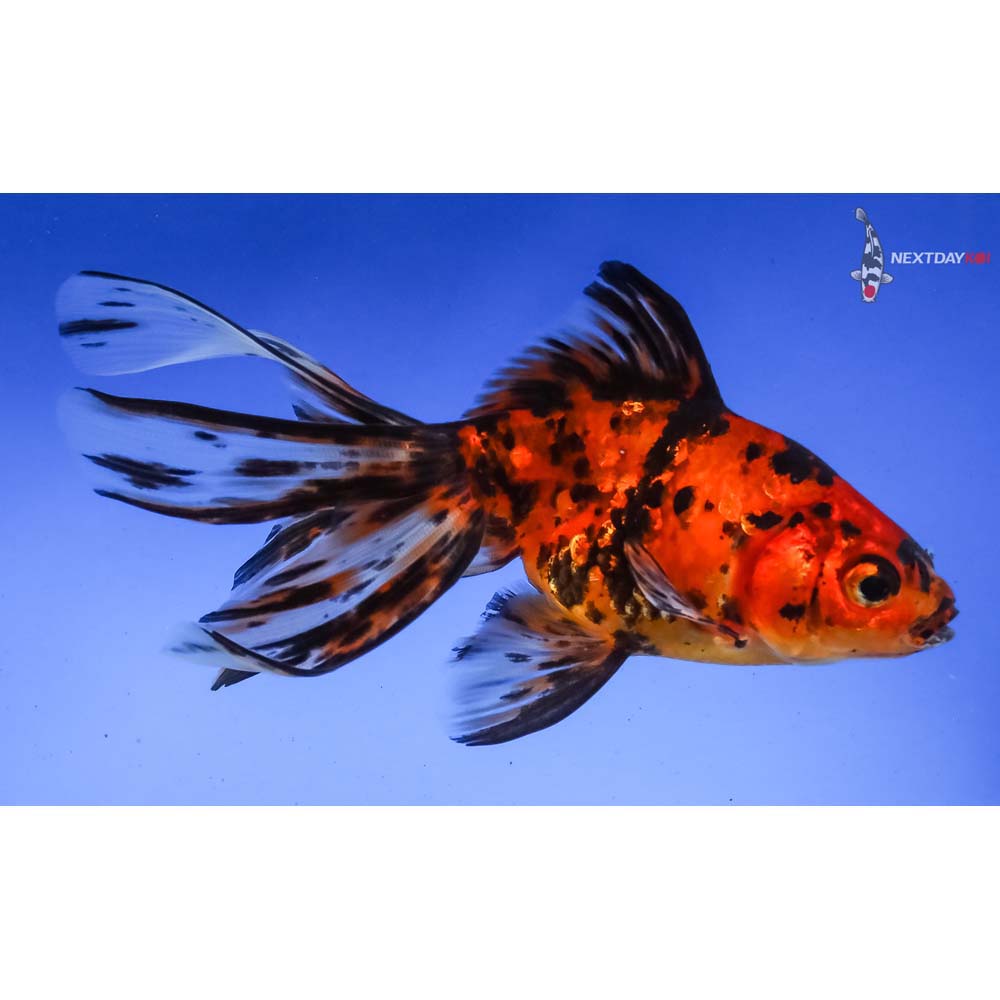 4.5” Imported Calico Fantail - Image 4