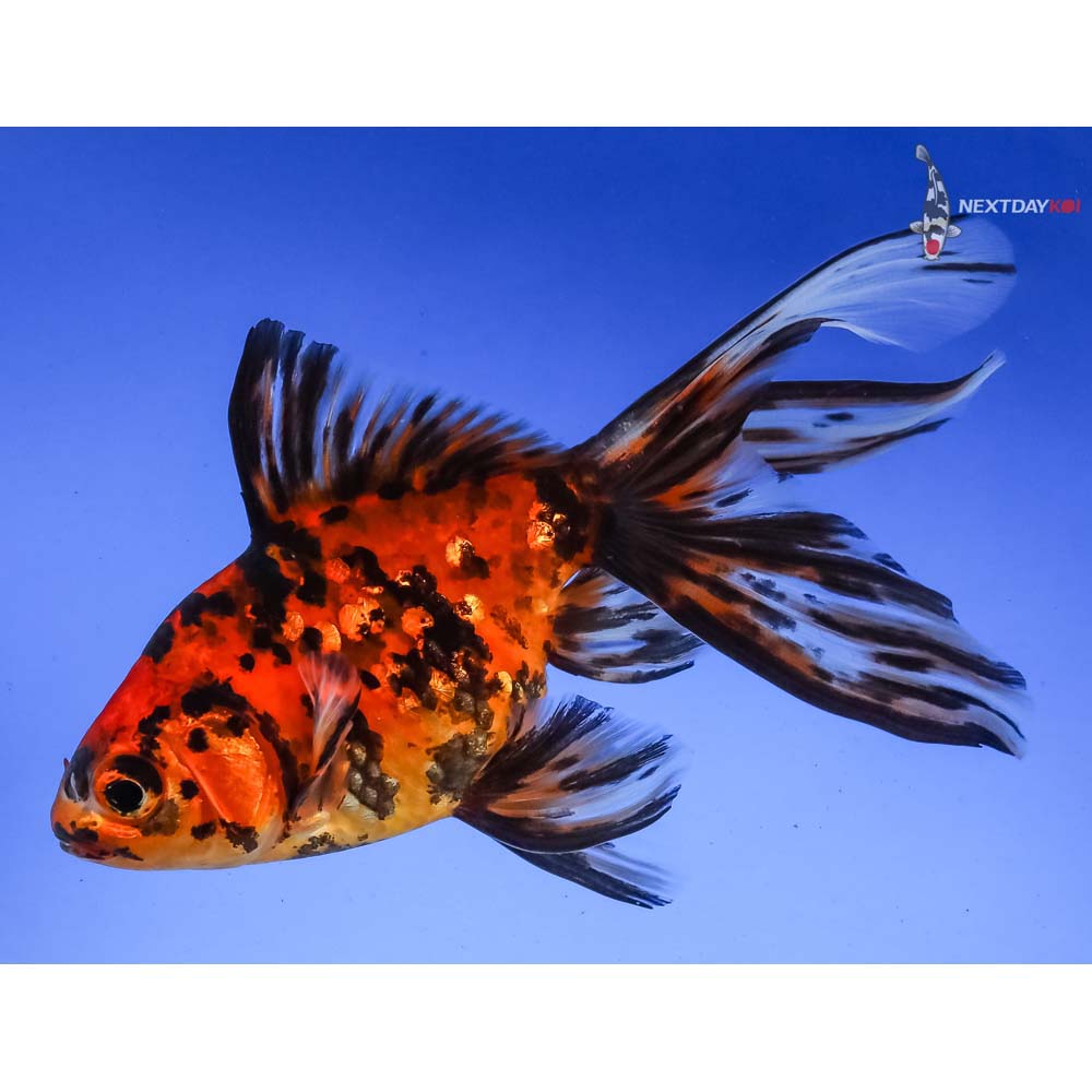 4.5” Imported Calico Fantail - Image 5