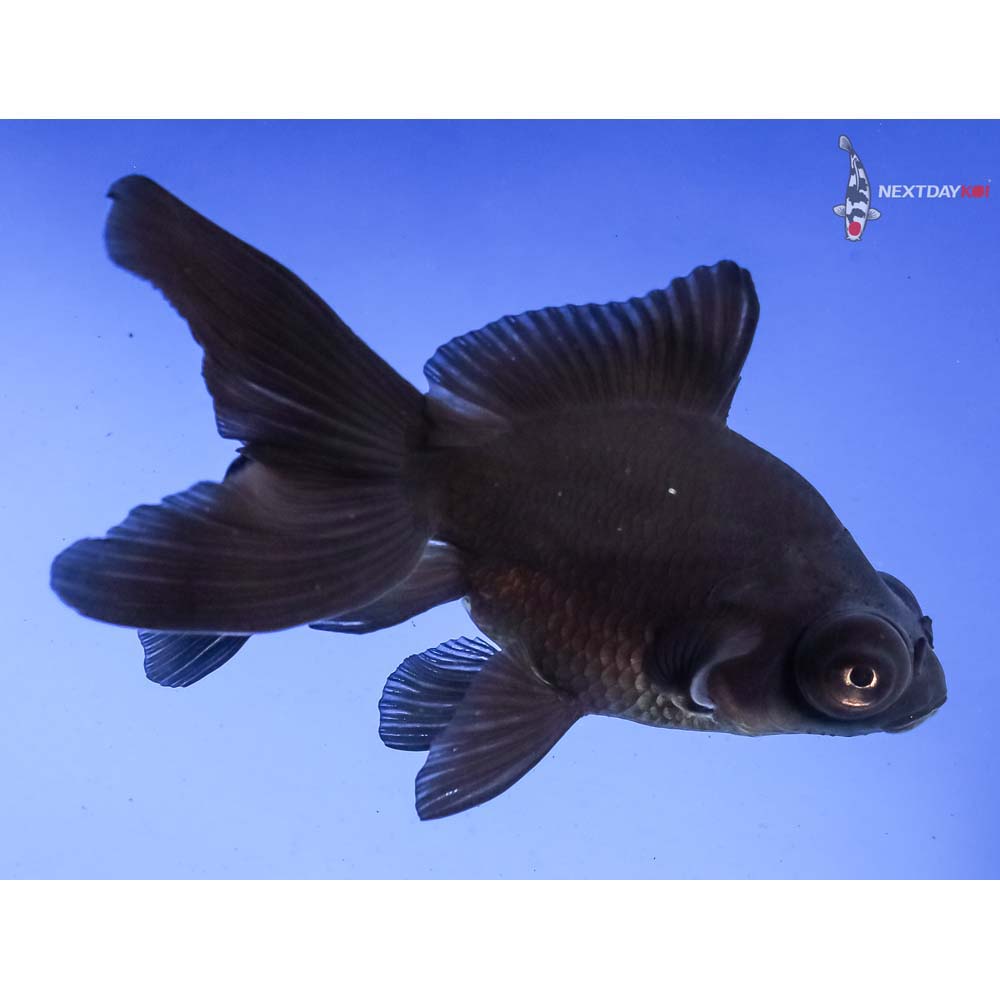 4” Imported Black Butterfly Tail - Image 2
