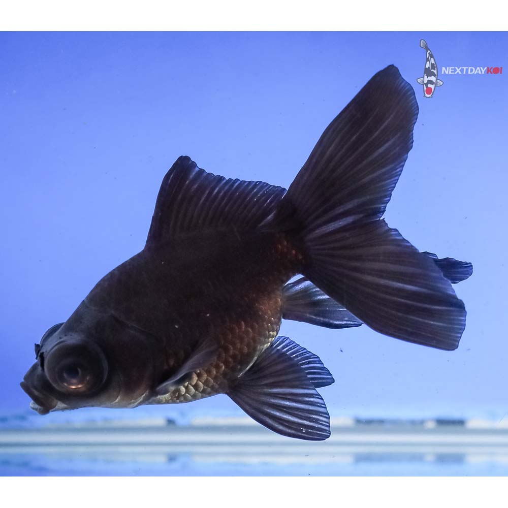 4” Imported Black Butterfly Tail - Image 3