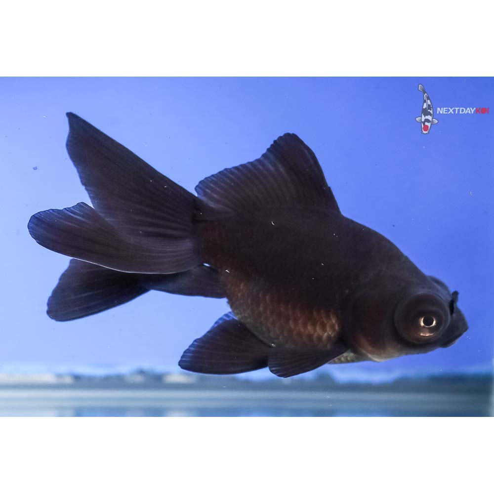 4” Imported Black Butterfly Tail - Image 4