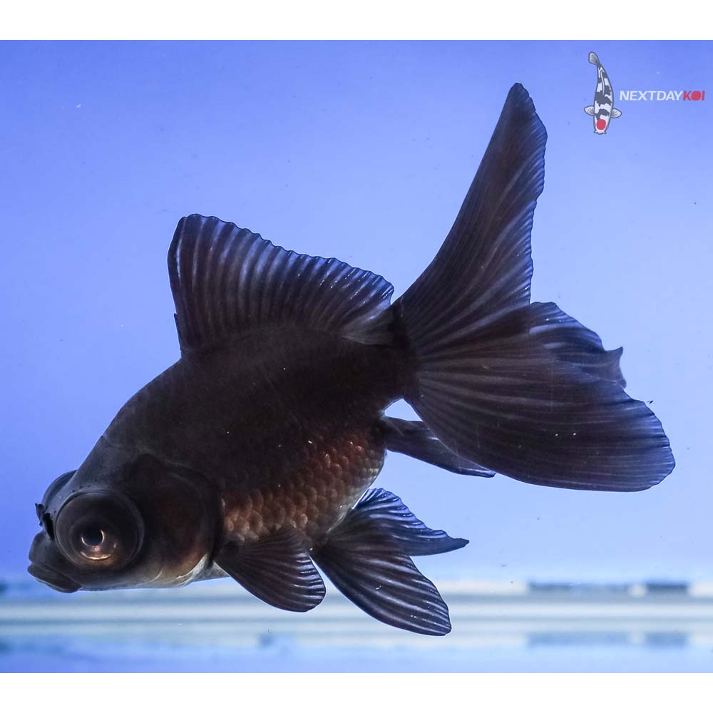 4” Imported Black Butterfly Tail - Image 5