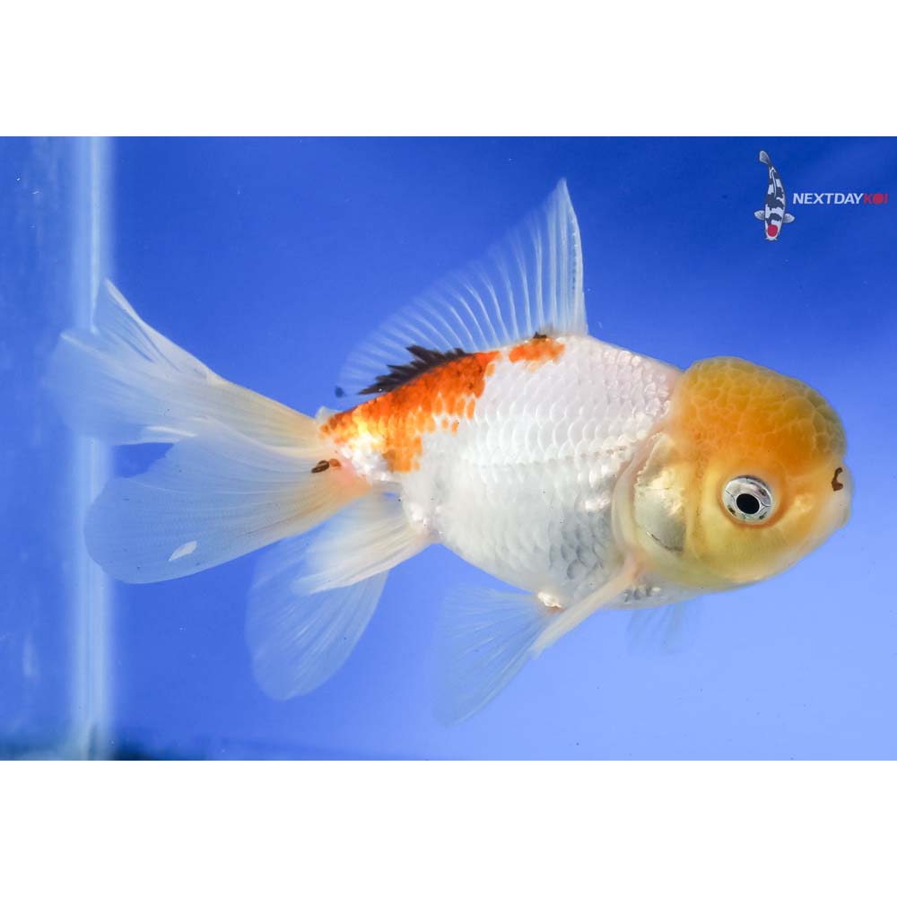 5” Imported Tri Color Panda Oranda