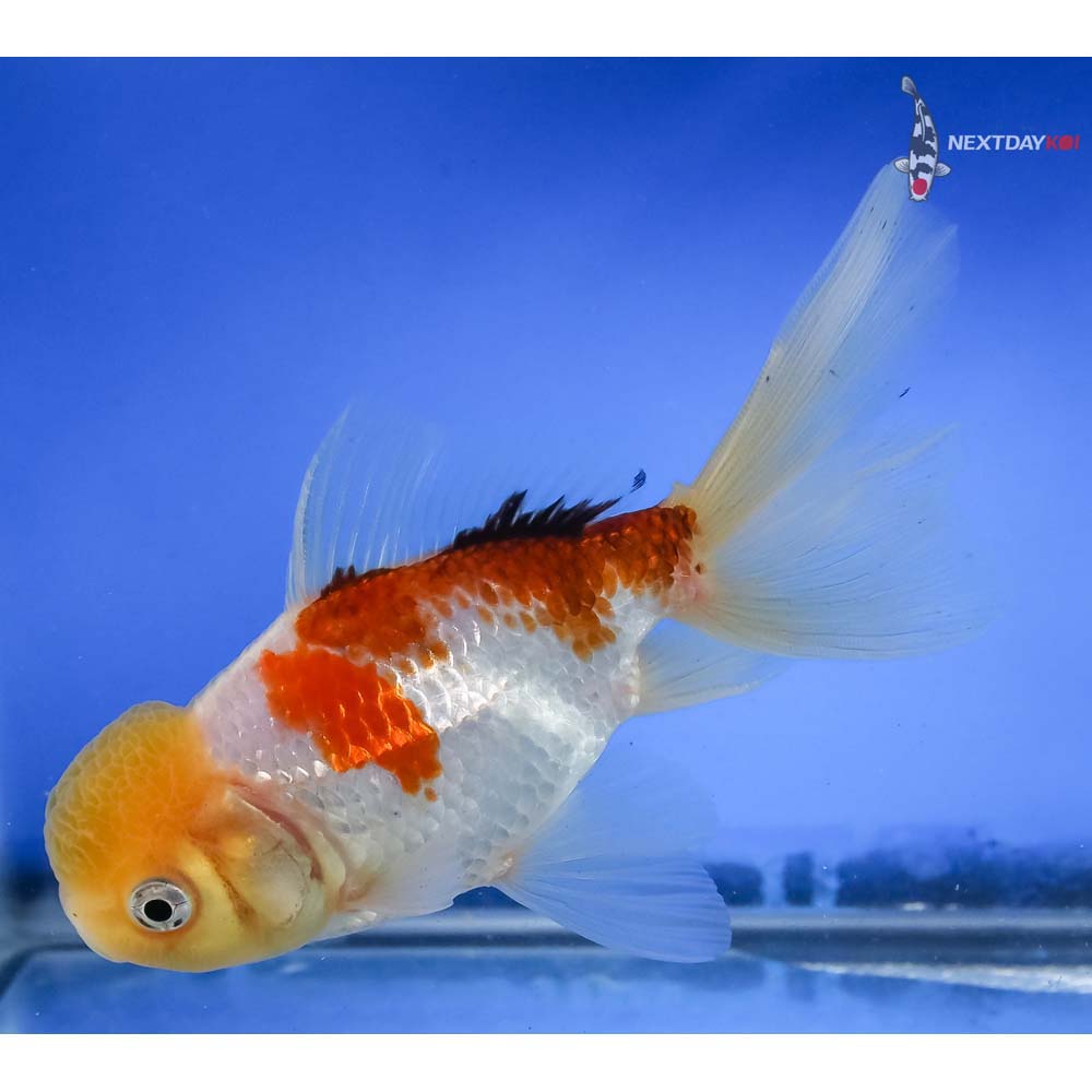 5” Imported Tri Color Panda Oranda - Image 2