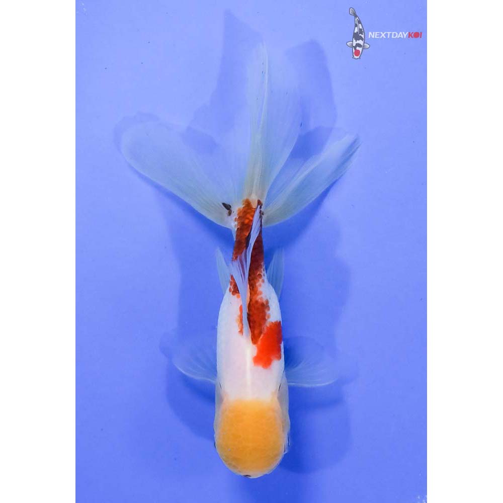 5” Imported Tri Color Panda Oranda - Image 3