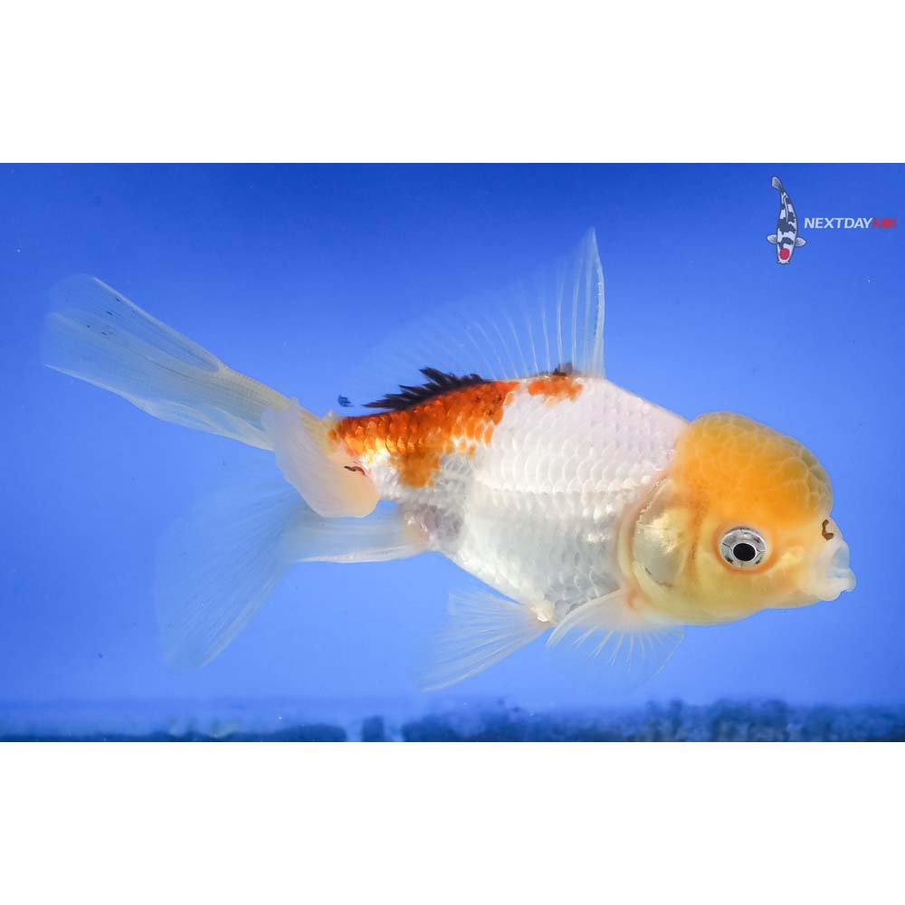 5” Imported Tri Color Panda Oranda - Image 4