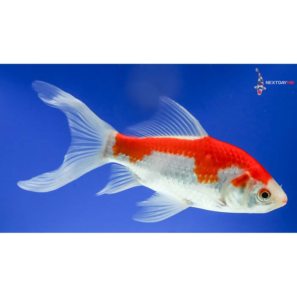 7.5” Sarasa Comet - Image 2