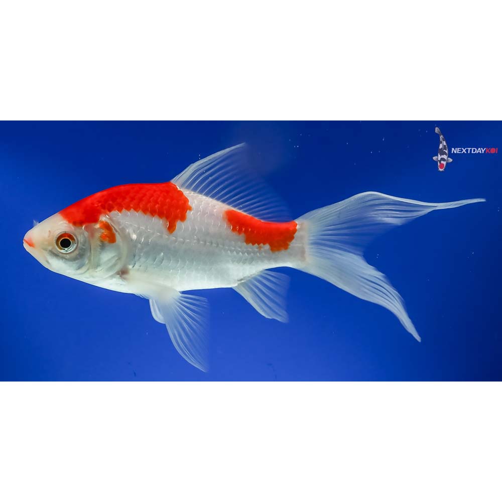 7.5” Sarasa Comet - Image 3