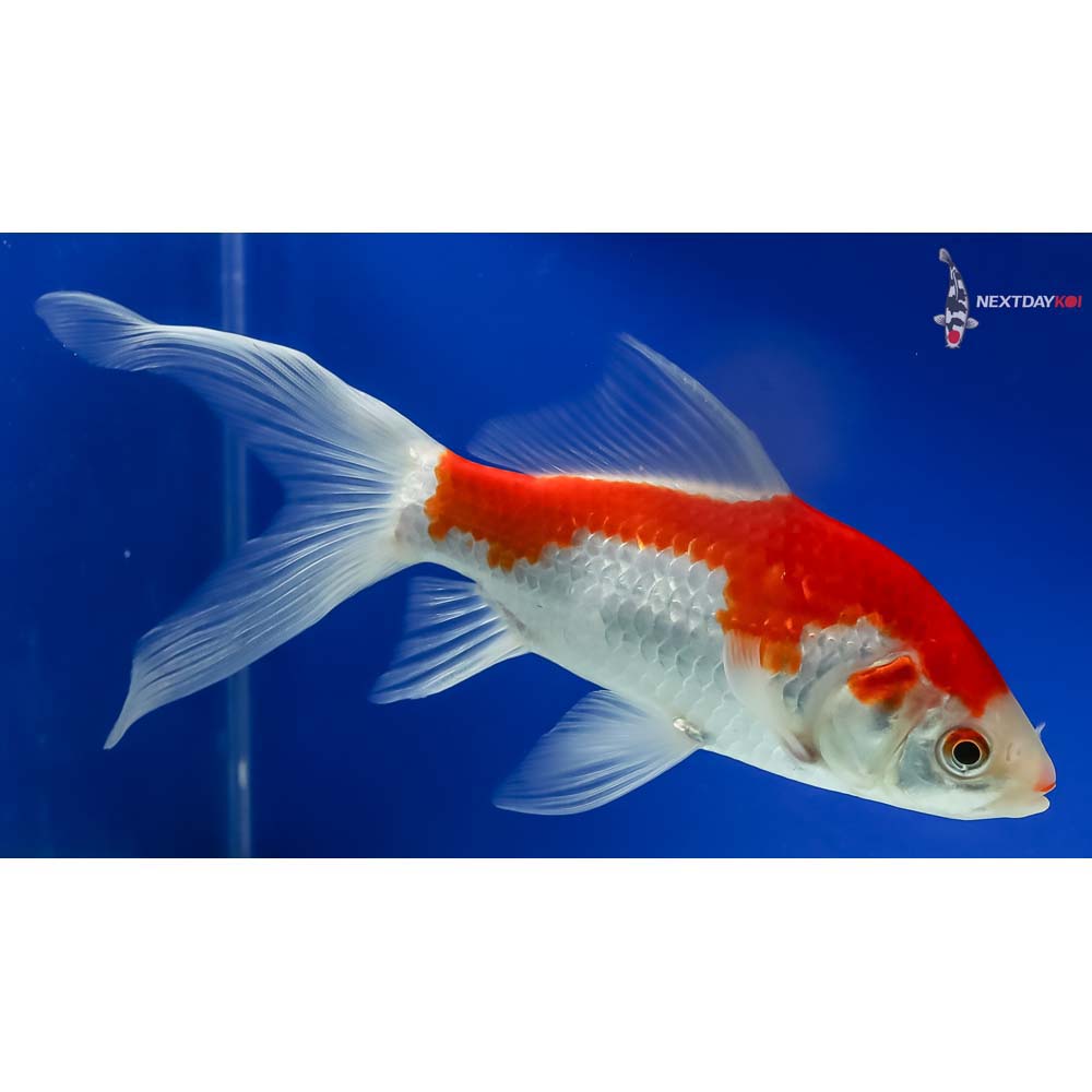 7.5” Sarasa Comet - Image 4