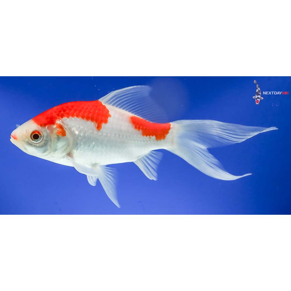 7.5” Sarasa Comet - Image 5