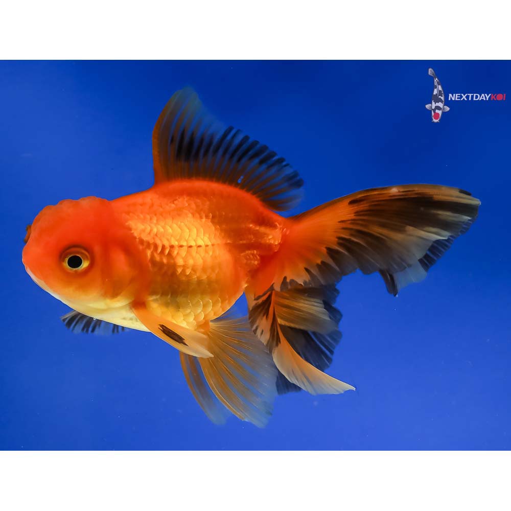 4” Imported Red and Black Oranda - Image 2