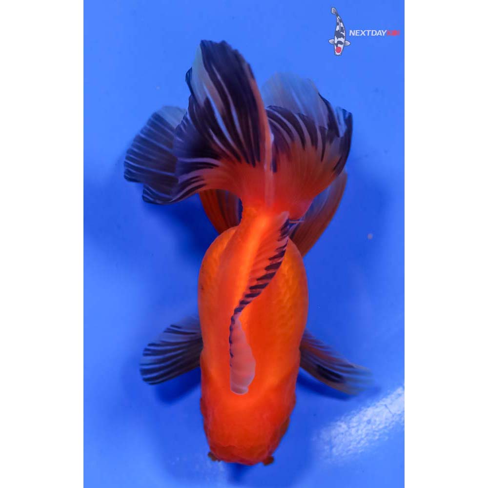 4” Imported Red and Black Oranda - Image 3