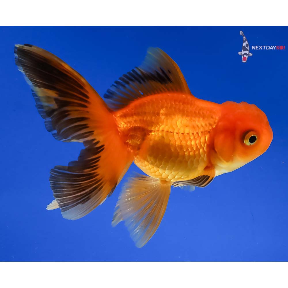 4” Imported Red and Black Oranda - Image 4