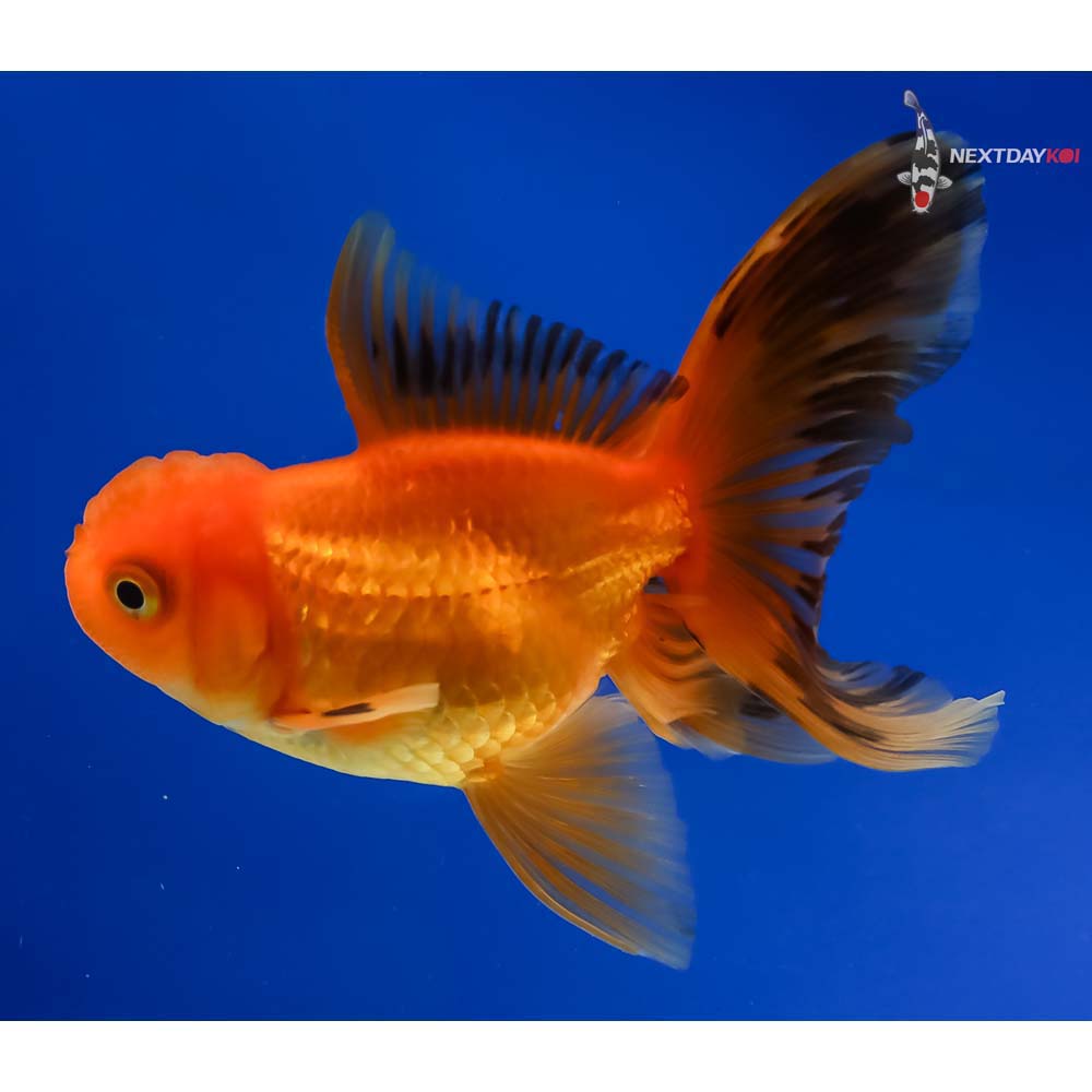 4” Imported Red and Black Oranda - Image 5