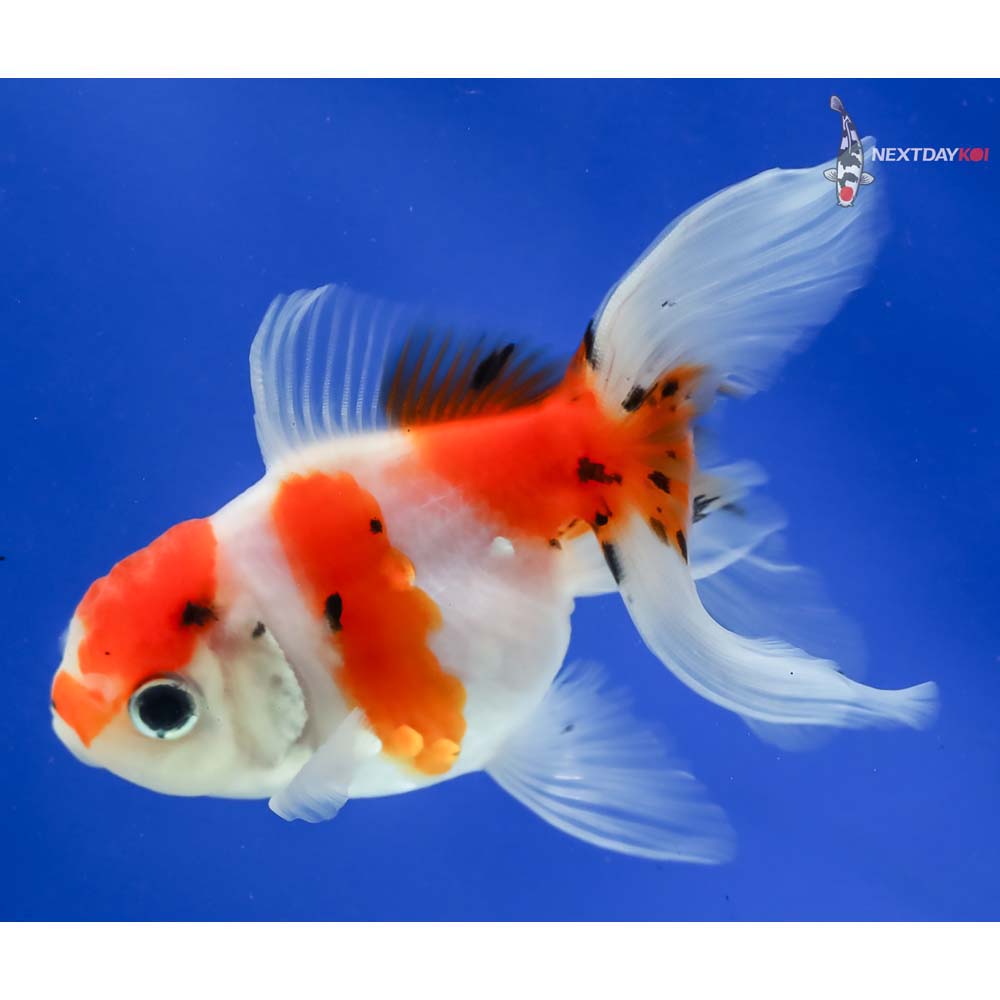 3.5” Imported Calico Oranda - Image 2