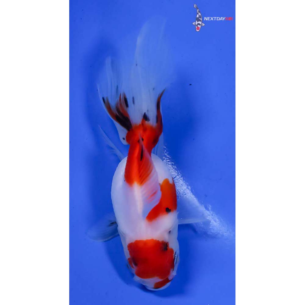 3.5” Imported Calico Oranda - Image 3