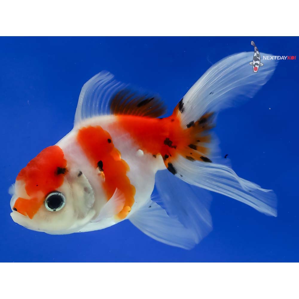 3.5” Imported Calico Oranda - Image 5